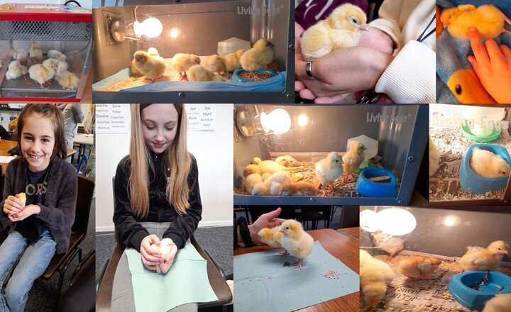 Image of Goodbye Chicks - A Fantastic Learning Experience!