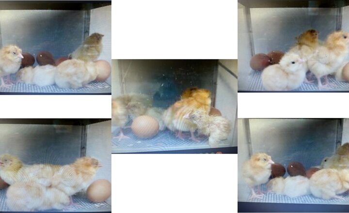 Image of Science - Watching Chicks Hatch!