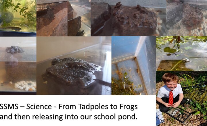 Image of SSMS - Science - Tadpoles and Frogs
